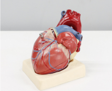 The human heart performs many vital life-sustaining functions.
