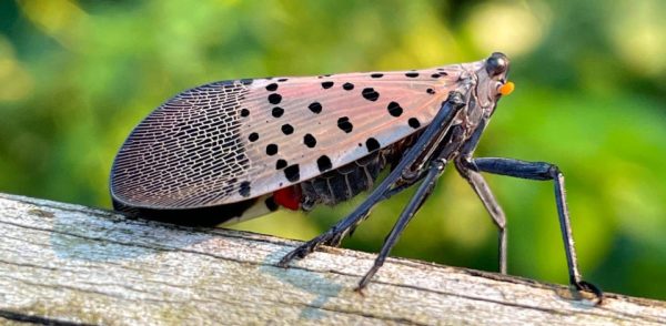 A Spotted Lanternfly perched on a tree.