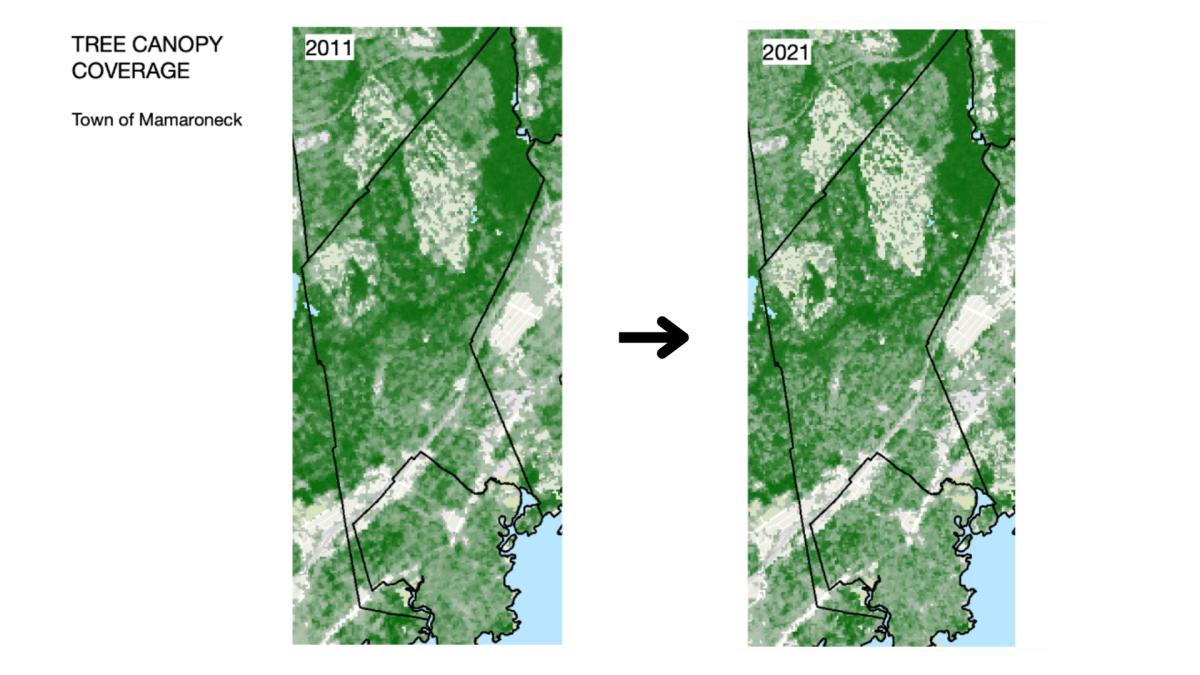 An illustration of the Town of Mamaronecks changing tree canopy between 2011-2021.